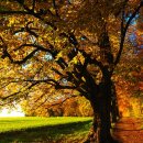 추풍령할매갈비 이미지