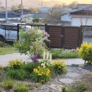 양지공원가든 | 수수꽃다리 라일락 차이부터 라일락 키우기, 봄꽃 추천까지