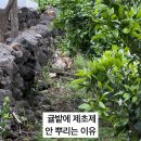 귤밭에고양이