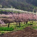 고향에 찾아와도 / 박일남 이미지