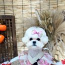 댕그랑댕 이미지