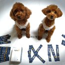 참견펫푸드 이미지