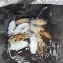 힛도 | 🦑 2025 여수·백야도 갑오징어 시즌 기록— “비 맞으면서도 웃었던 날들”