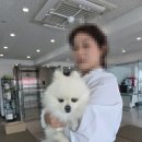 미모의온도 | ✂️ 8살 폼피츠 어르신의 회춘! 동안 미모 완성 미용 후기 🐾