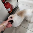 도그랭 강아지놀이방 이미지