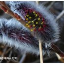 버들민박 이미지