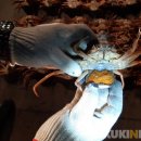 동해-단속-15 이미지