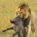 라이온킹 이미지