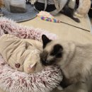 집사의하루 혜화점 이미지