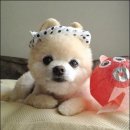 귀여운 강아지 이미지