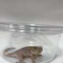 깜돌게코샵 이미지