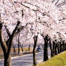 2009년 봄맞이 벚꽃축제 이미지
