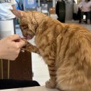 아가마미 고양이카페 이미지