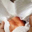 복사골농장 | 계족산 복사골 복숭아 구매후기 - 딱딱이 복숭아 보관방법