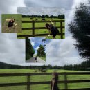 지연목장 이미지