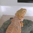 비어디드 드래곤 [Bearded Dragon] 키우기 이미지