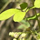 제주 도순리 녹나무 자생지 | 주저산(九遮山) 중국 저장성(浙江省)