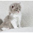 행복한동물병원 이미지