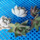 댕강댕강 이미지