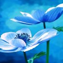 아네모네 이미지