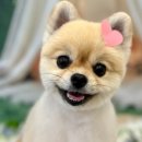 러블리댕 이미지