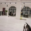 하오쿠 | 송정애견카페 / 하오쿠 후기