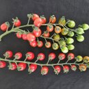 나이스토마토 이미지