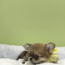 엔젤인독스 이미지