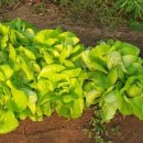 프리미엄농장 이미지