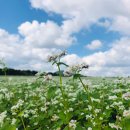 청초농장 이미지