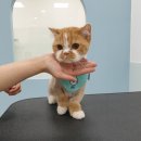 웰니스펫뷰티 이미지