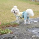 메모리독펜션