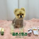 마라피키 | [공존스토리] 강아지 발건강 지키기, 7년 연속 1위 마라피키 강아지 풋밤&비건 쿠키 솔직 후기