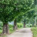 양지말길 이미지