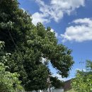 댕구름 | 누리달