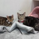 냥카페,루브 이미지