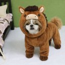 힐스펫뉴트리션코리아(유) | 노령견을 위한 애견사료 추천 힐스 시니어 강아지사료 후기