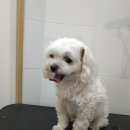 봄사랑 동물병원 이미지