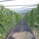 늘푸른농장 이미지