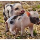 아들딸한의원 이미지