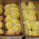 무지개반점 이미지