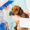 대공원 동물병원 이미지