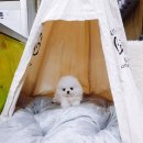 내영 이미지
