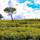 연천호로고루 이미지