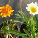 가자니아 이미지