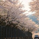 국내 최장거리(129km) 분홍 터널...구례 300리 벚꽃 길 이미지