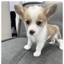 버디독 강아지분양 고양이분양 안심분양센터 인천점 이미지