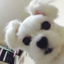 바다향왕코다리 이미지