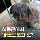 도그뉴스 이미지