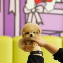 부산애견 이미지